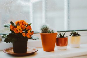pexels photo 1982095