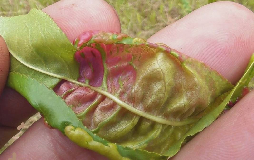 taphrina deformans