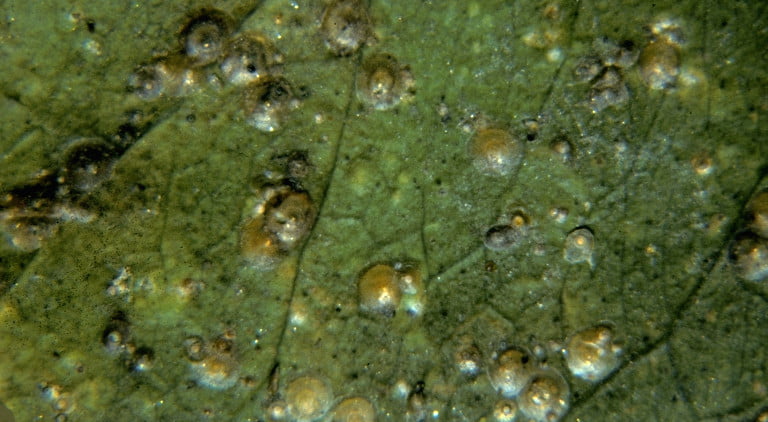 aonidiella citrina2