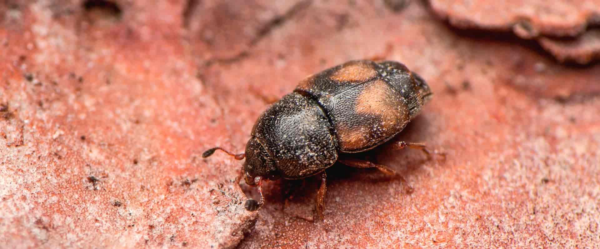 Carpophilus hemipterus eksilik bocegi min