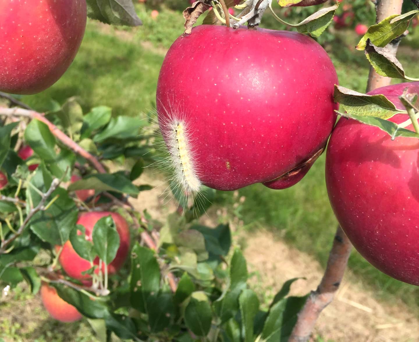 apple webworm2 min1