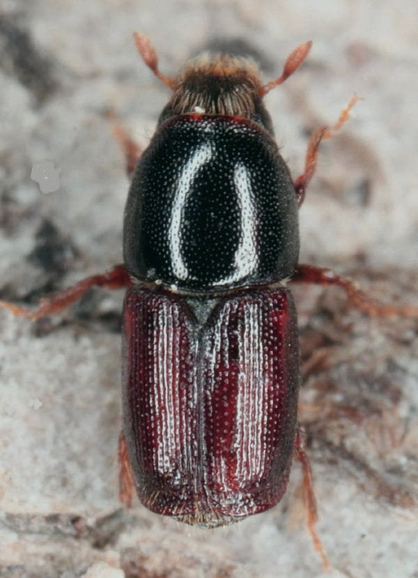 YAZICI BÖCEĞİ
