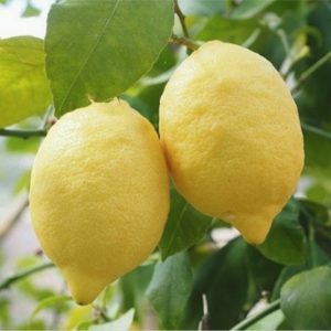 Kütdiken limon