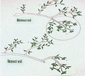 Zeytin ağacı budama 
