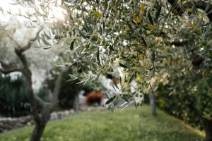 Zeytin ağacı budama