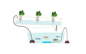 Topraksız Tarım Akuaponik (Aquaponic)