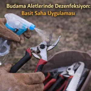 kış budaması 