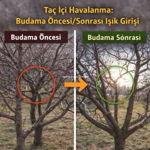 kış budaması 