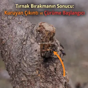 kış budaması 