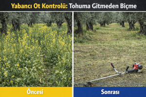 Kışın Zeytinlik Bakımı Dip Sürgünü ve Temizlik