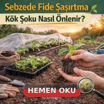 sebzede fide şaşırtma